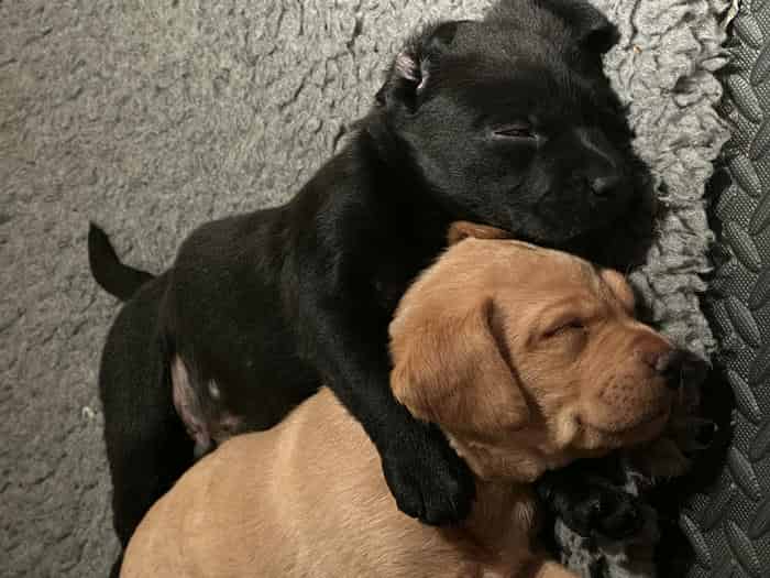 Gorgeous Labrador Pups
