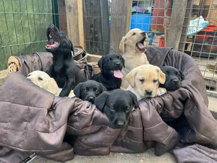 FTCh Labrador Pups Chunky Traditional Working