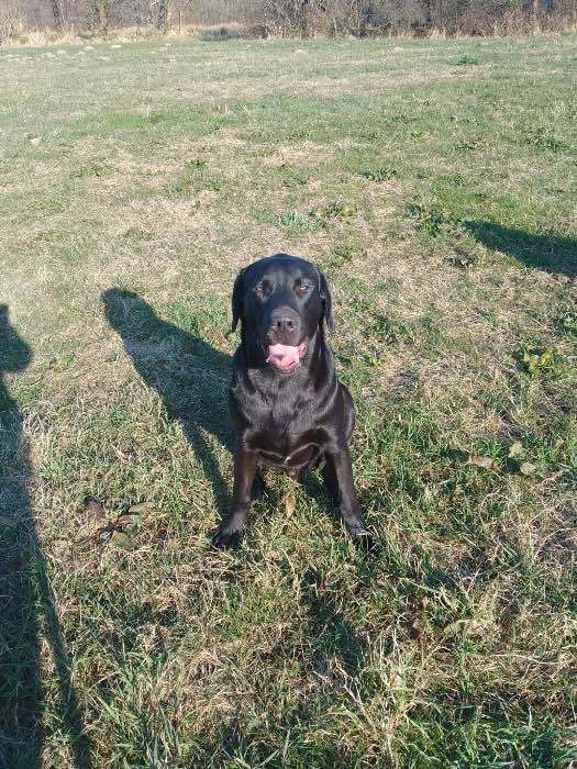 Part trained black lab dog 11 mths