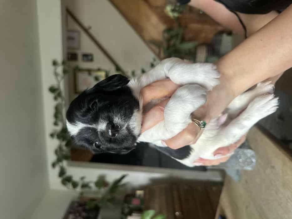 KC reg springer spaniel puppies
