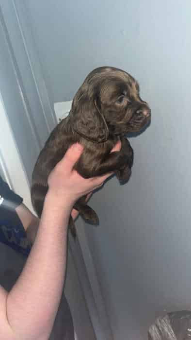 Working spaniel puppies