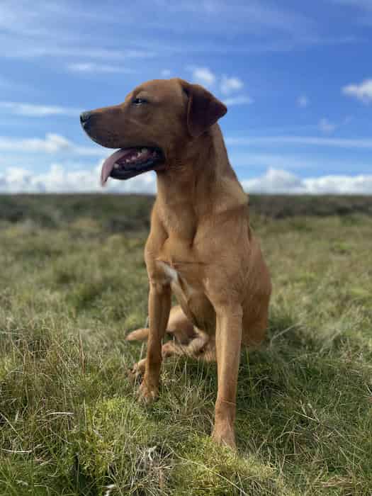 Exceptional Trained Labrador Dog