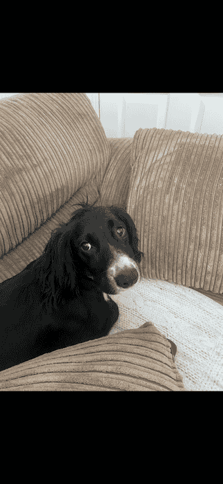Working welsh cocker spaniels KC registered 1 red make 1 black and white female tailed docked