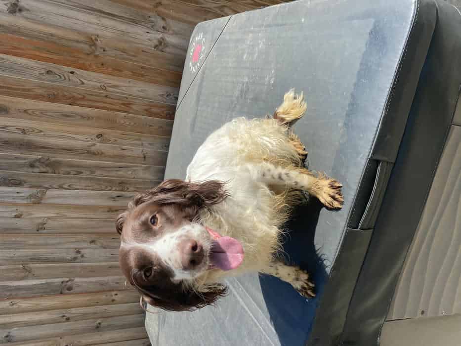 English Springer Spaniel