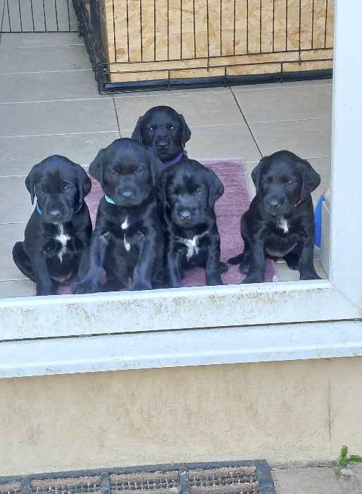 Pointerdor Puppies - ready mid June