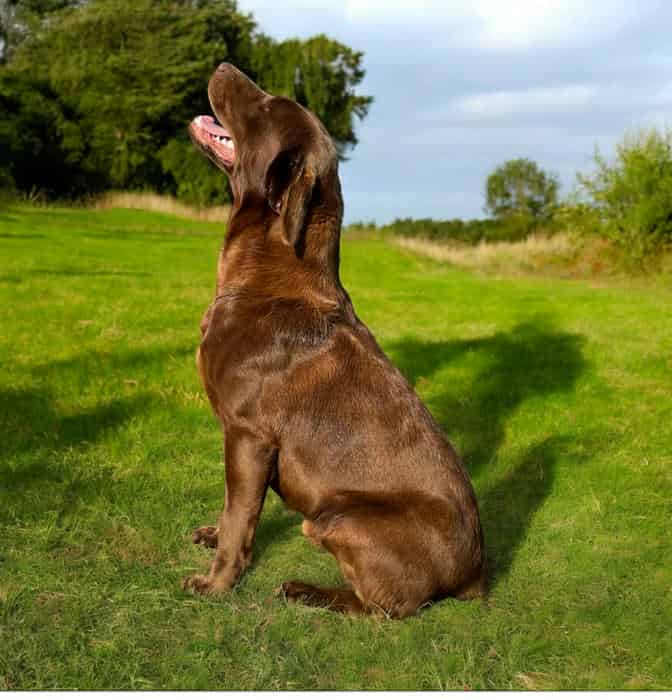 KC Reg FTCH Pedigree with 0-0 Hips