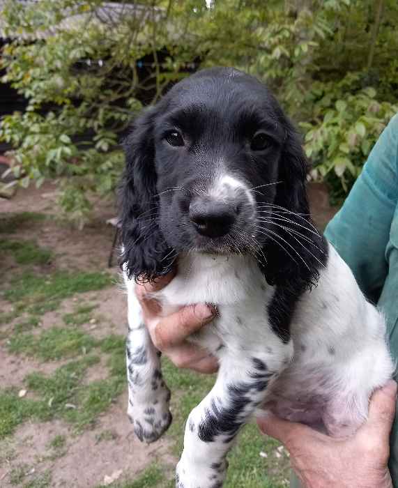 Springer Spaniel Pups available