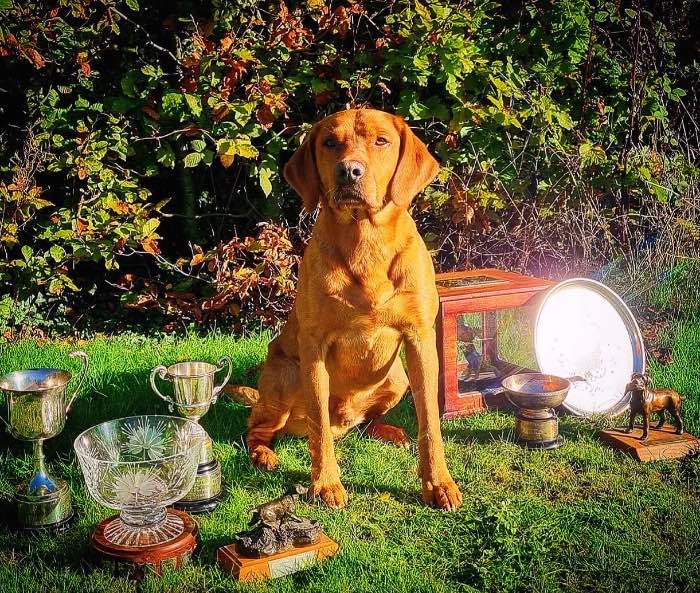 Fox Red FTCH Sired Labrador Puppies