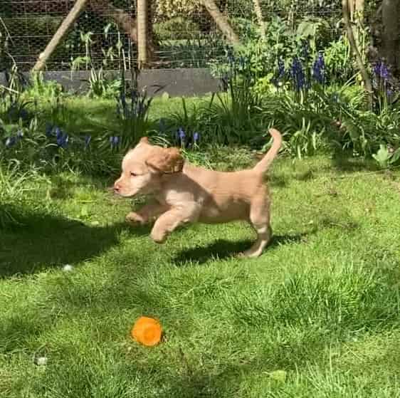 Litter due early March Extensively health tested parents KC registered