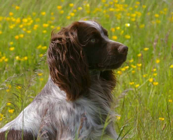Stunning health tested cocker, sired by FTCh