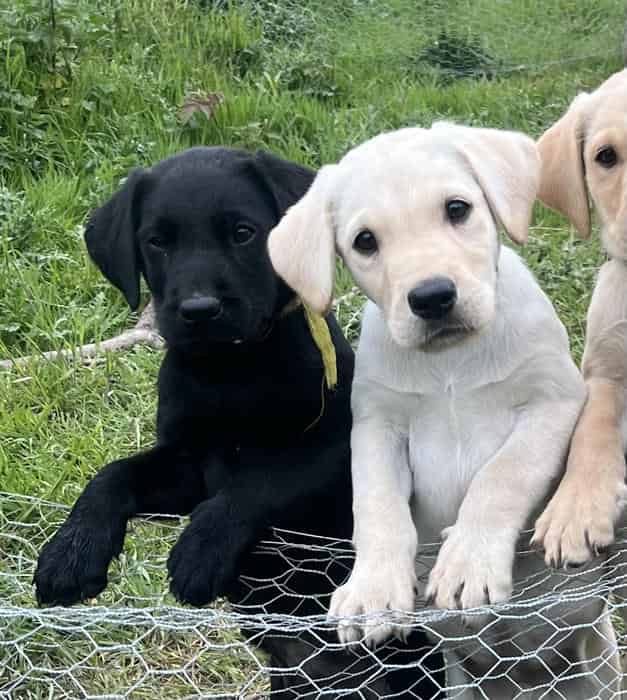 Labrador Puppies