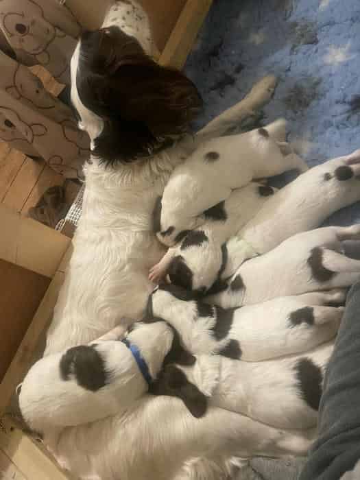Liver and White English Springer Spaniel Puppies