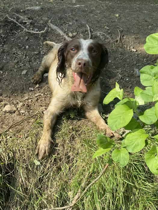 Adult female springer