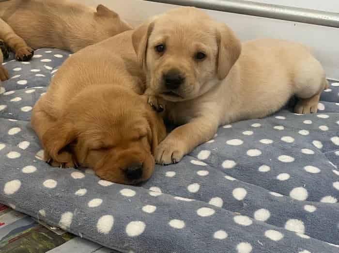 Yellow Labrador puppies
