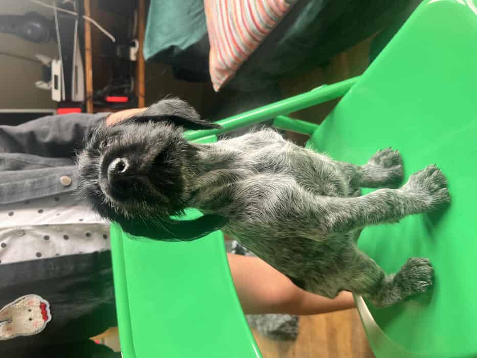 Working German wire haired puppies for sale