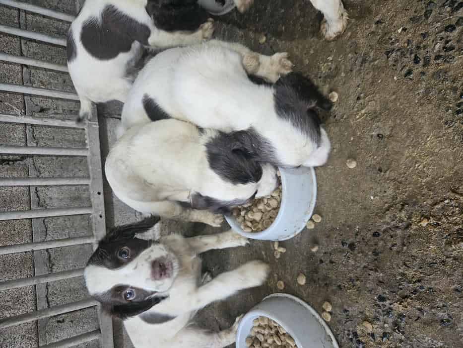 Working English Springer Spaniels