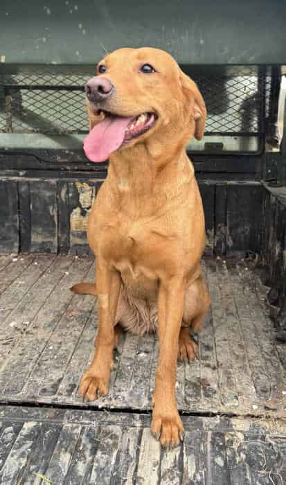 2 Fox Red Labrador Boys for sale