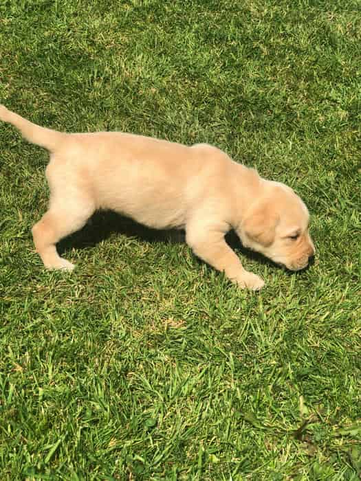 Brindlebay Labrador Yellow Dog ready end May