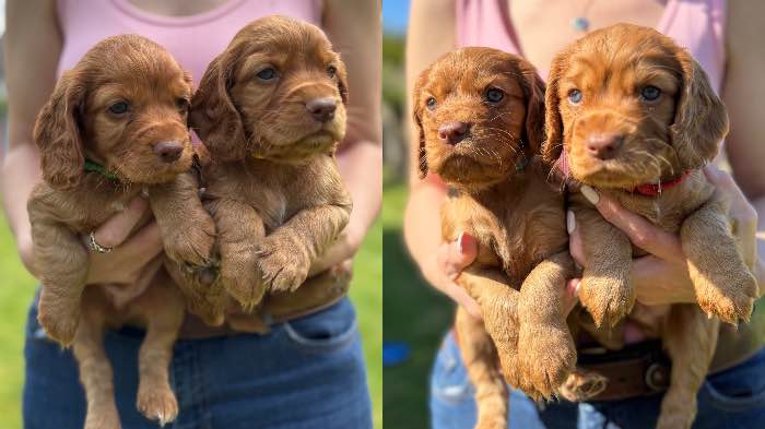 Exceptional Working Cocker Spaniel Puppies