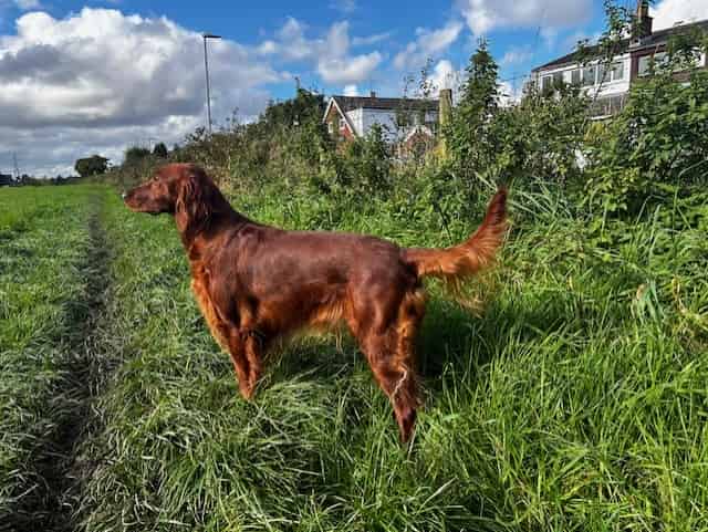 Irish Setter puppies