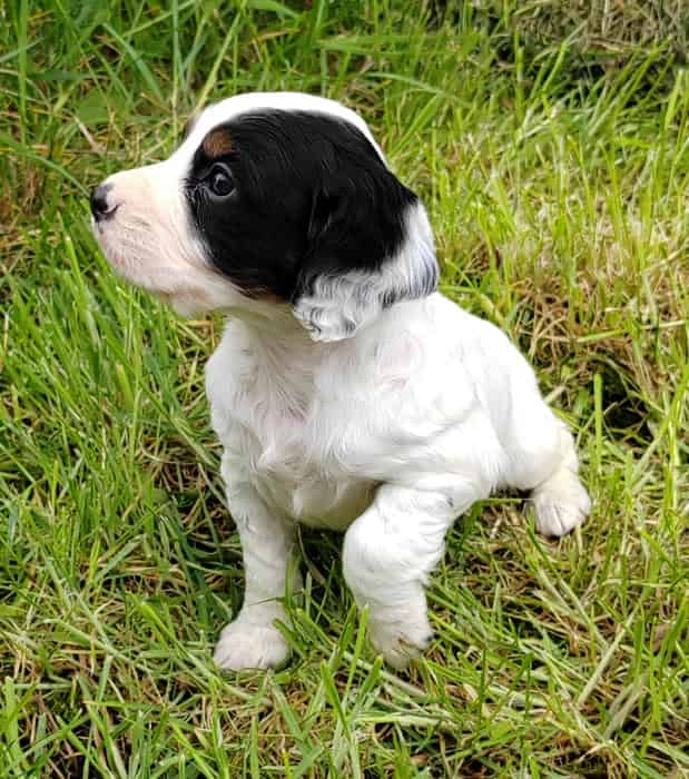Cracking KC reg working cocker puppies