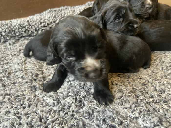 Sprocker Spaniel Puppies - Established Working Lines