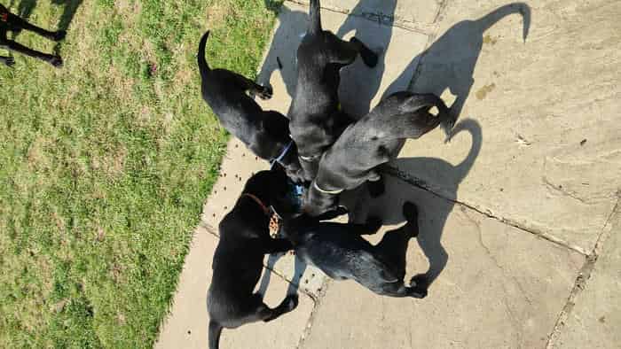 KC registered black Labrador Retriever gun dog puppies
