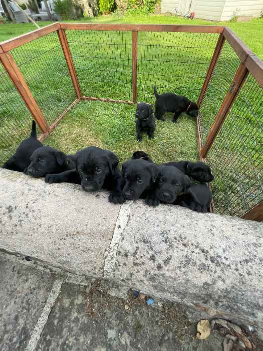 Drakeshead Lines Black Labrador Pups - Excellent Pedigree