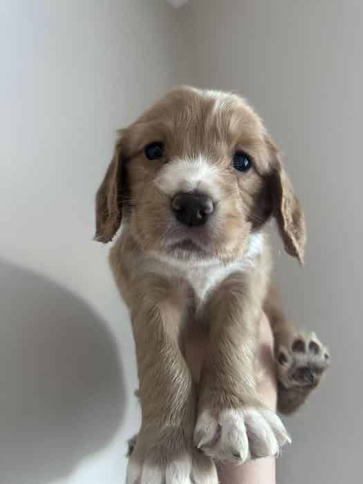 3 cocker spaniels looking for new homes
