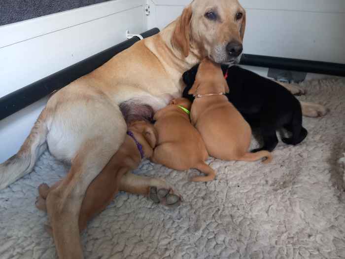 KC Reg Working Labrador Puppies