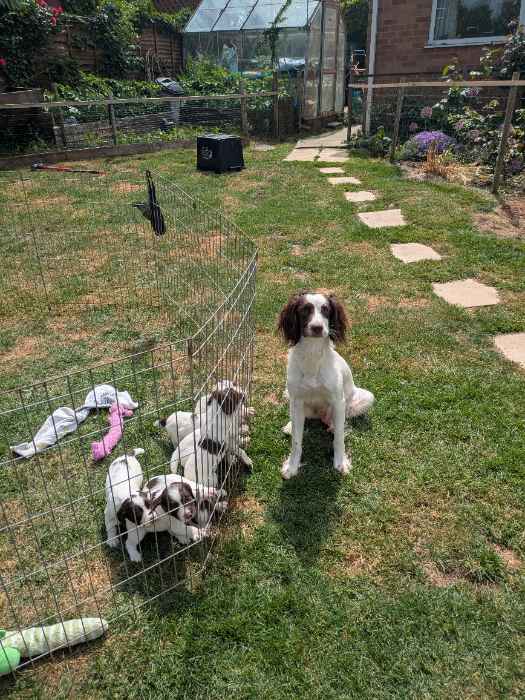 Super springer puppies