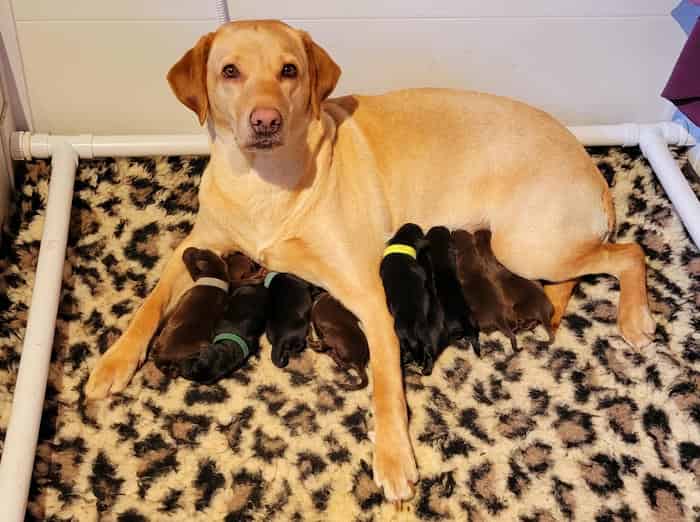 Top Quality KC registered Labrador Retriever Puppies