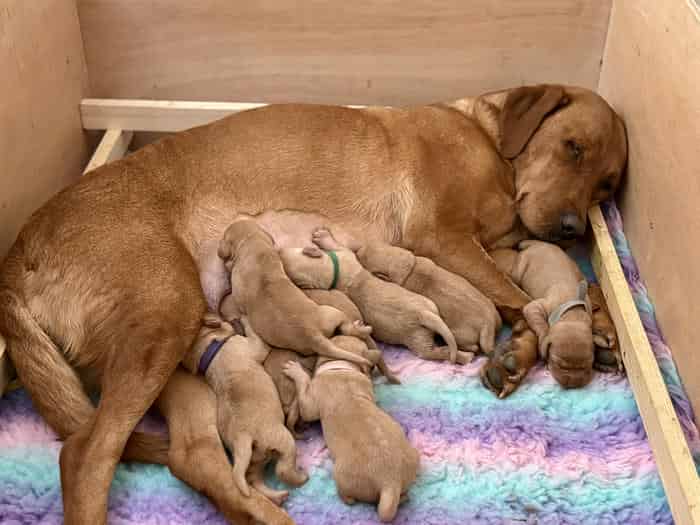 KC Fox Red Labrador Puppies