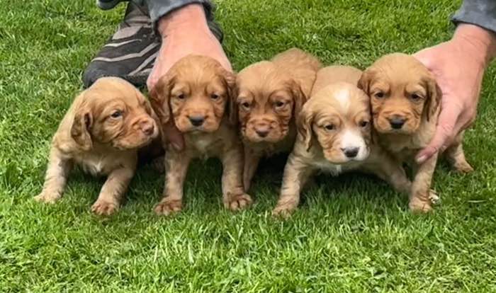 Red sprocker puppies