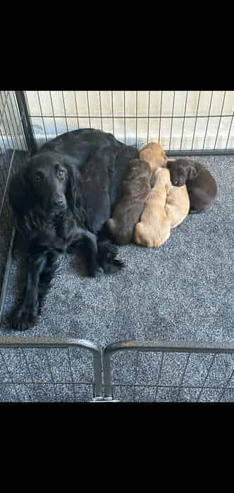 Cocker spaniels