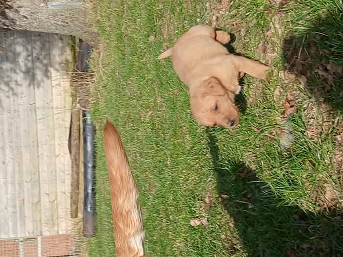 6 labrador pups