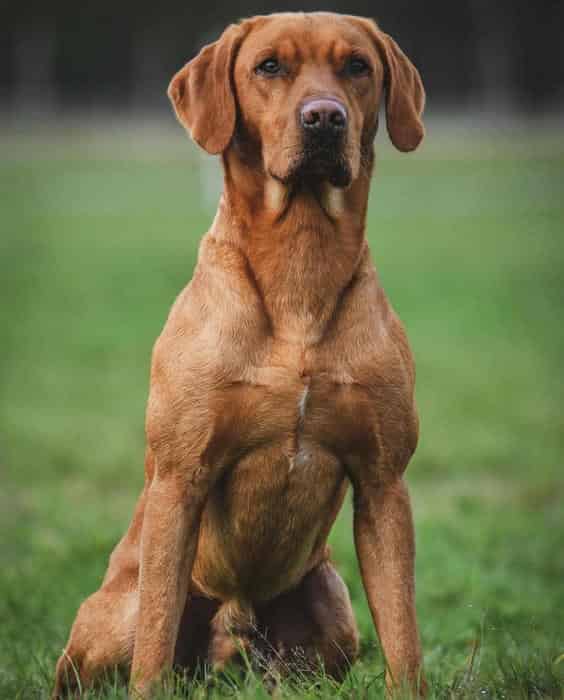 Outstanding Labrador puppies