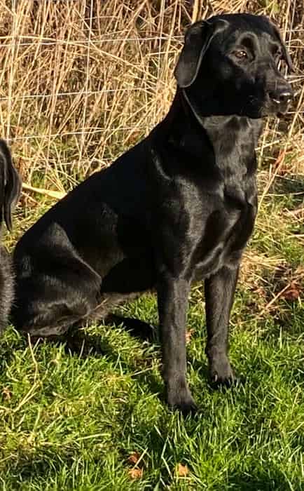 Norfolk puppies a carefully planned litter to excel in any sphere