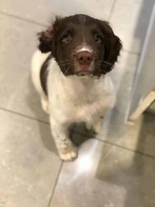 FTW ESS STUD DOG, FULLY HEALTH TESTED
