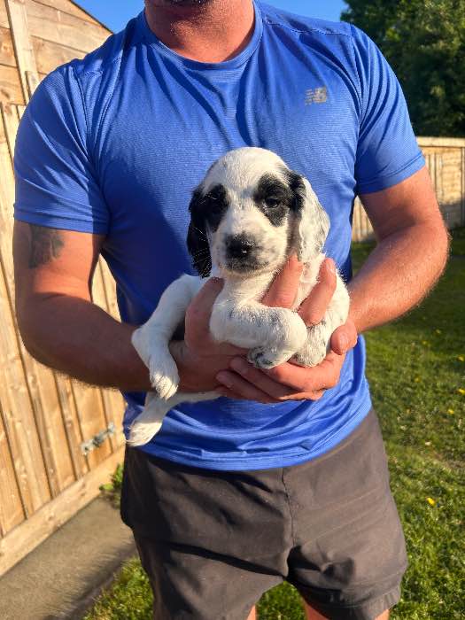 Sprocker Spaniel Puppies