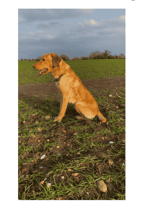 Yellow lab for stud