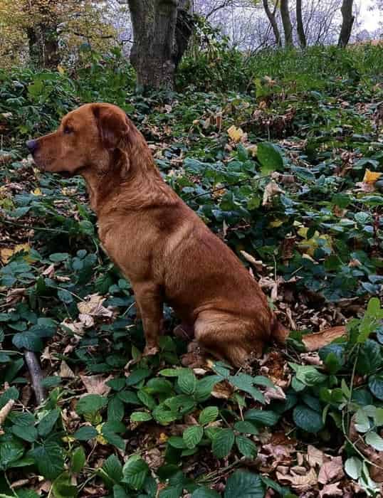 Exceptional litter of fox red shade of yellow working labradors