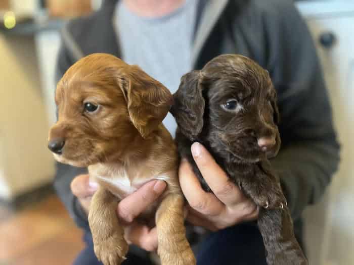 FTCH puppies - Bishwell Barcud x Poolgreen Diesel