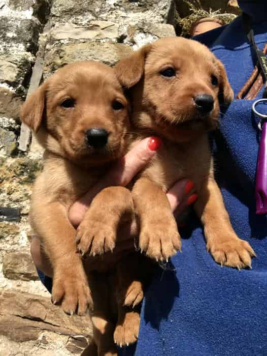 Yellow Foxred Labrador puppies 5* Licensed breeder