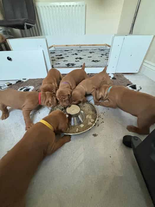 Hungarian Wirehaired Vizsla Pups