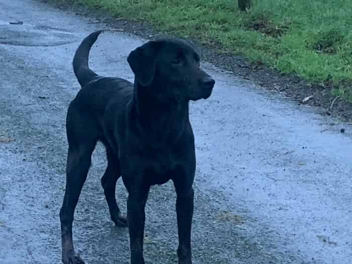 Black Labrador KC registered STONEGILL ORBIT