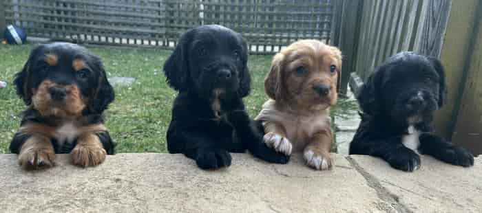 KC Cocker Spaniel Puppies