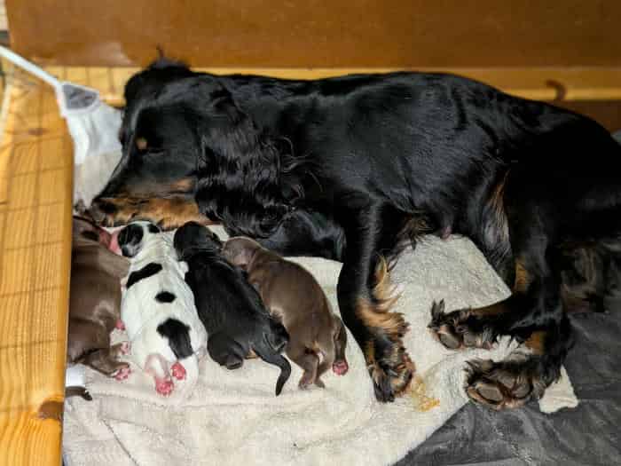 KC Registered Working Cocker Spaniel