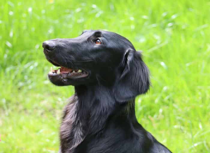 KC Registered Flat Coated Retriever puppies