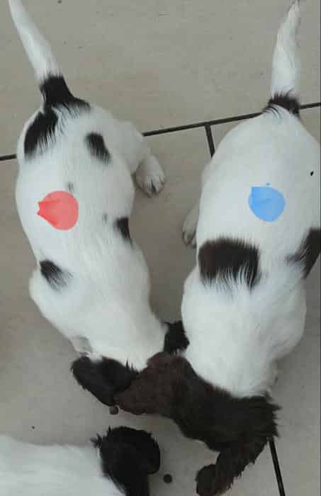 Gorgeous litter of ESS Puppies